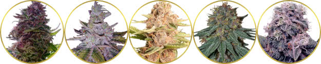 top-rated list of the best purple marijuana strains