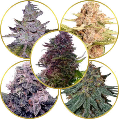 Top 10 Best Purple Marijuana Strains to Grow