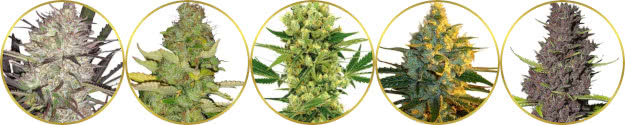 top-rated list of the best sativa strains