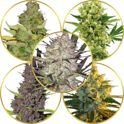 Top 10 Best Sativa Strains to Grow (Sativa Dominant)