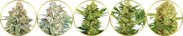 top-rated list of the best-smelling weed strains