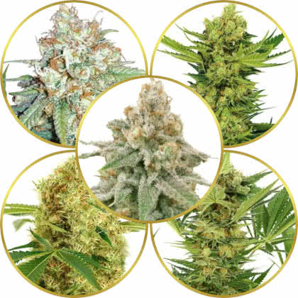 Top 10 Best-Smelling Weed Strains to Grow