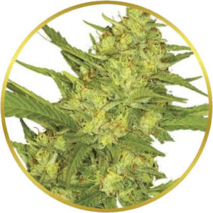 Sour Diesel marijuana strain