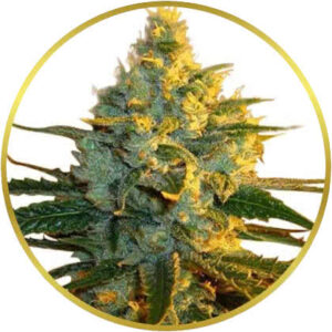 Super Lemon Haze marijuana strain