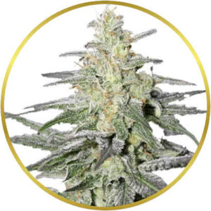 Super Silver Haze marijuana strain