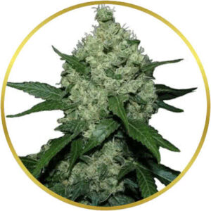 Super Skunk marijuana strain