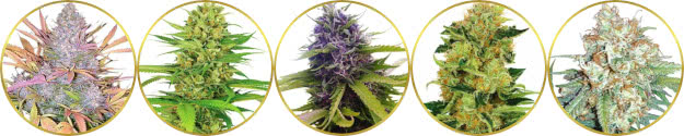 top-rated list of the best sweet fruity weed strains