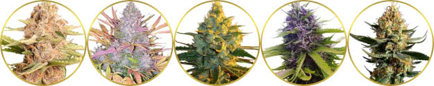 top-rated list of the best-tasting weed strains to grow