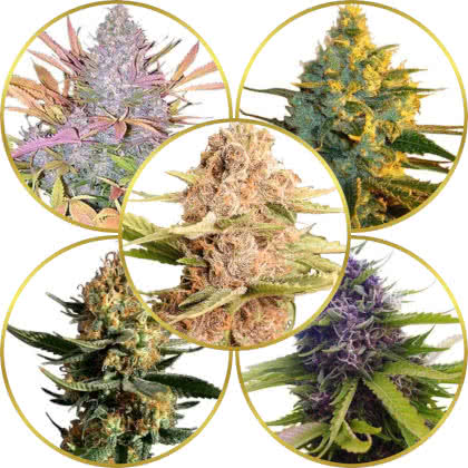 Top 10 Best-Tasting Weed Strains to Grow