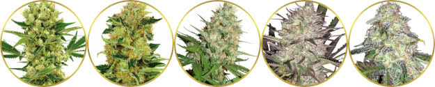 top-rated best marijuana strains to grow this year list