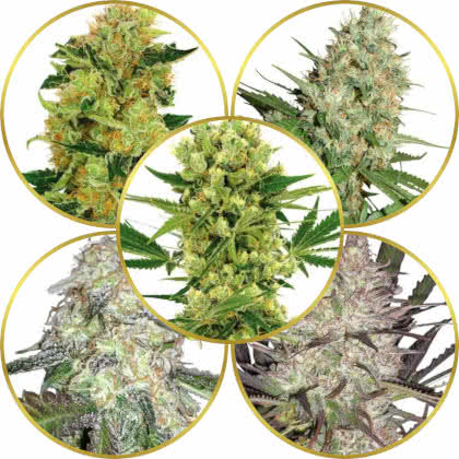 Top 10 Best Marijuana Strains to Grow in 2025