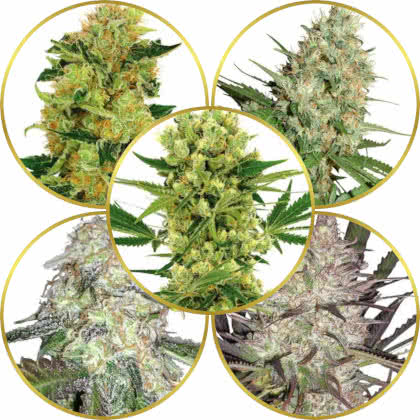 Top 10 Best Marijuana Strains to Grow in 2021