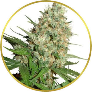 Trainwreck marijuana strain