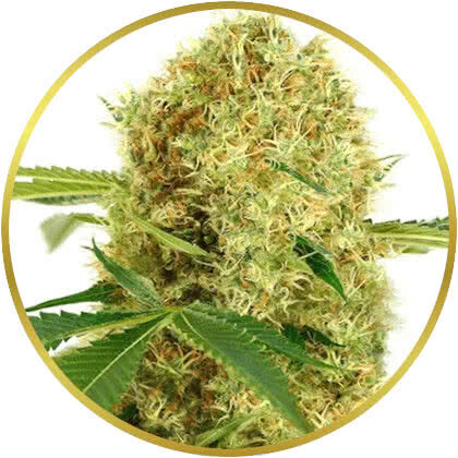 White Widow marijuana strain