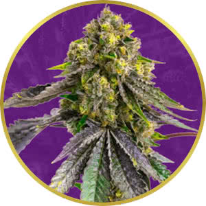 Afghan Autoflower Feminized Seeds for sale from Crop King