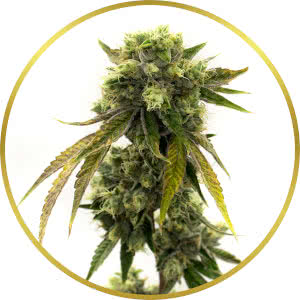 Afghan Autoflower Feminized Seeds for sale from Homegrown