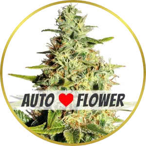 Afghan Auoflower Feminized Seeds for sale from ILGM