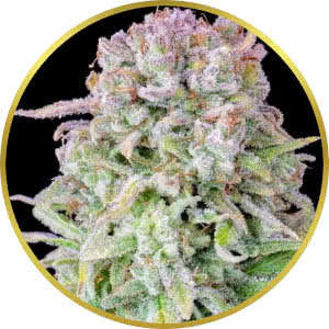 Afghan Autoflower Feminized Seeds for sale from Seedsman by Fast Buds