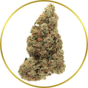 Afghan Autoflower Feminized Seeds for sale from SeedSupreme