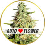 Afghan Autoflower Seeds for sale USA