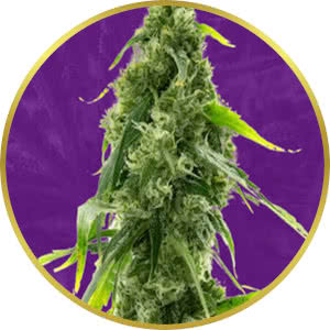 AK-47 Autoflower Feminized Seeds for sale from Crop King