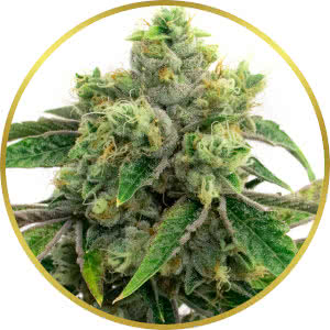 AK-47 Autoflower Feminized Seeds for sale from Homegrown