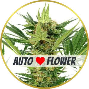 AK-47 Autoflower Feminized Seeds for sale from ILGM