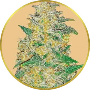 AK-47 Autoflower Feminized Seeds for sale from Seedsman by Fast Buds