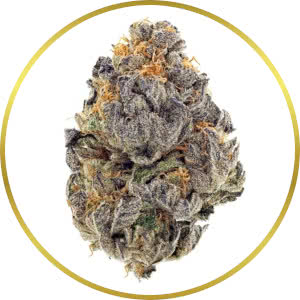 AK-47 Autoflower Feminized Seeds for sale from SeedSupreme