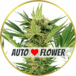 AK-47 Autoflower Seeds for sale USA