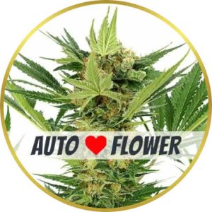 AK-47 Autoflower marijuana strain