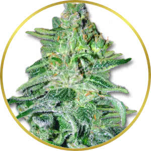 Amnesia Haze Autoflower Feminized Seeds for sale from Crop King