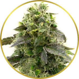 Amnesia Haze Autoflower Feminized Seeds for sale from Homegrown