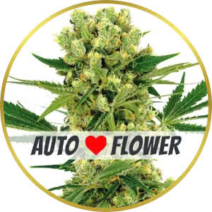 Amnesia Haze Autoflower Feminized Seeds for sale from ILGM