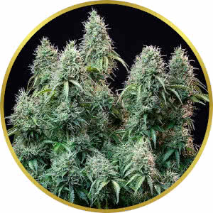Amnesia Haze Autoflower Feminized Seeds for sale from Seedsman by Royal Queen Seeds