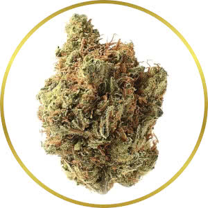 Amnesia Haze Autoflower Feminized Seeds for sale from SeedSupreme