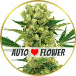 Amnesia Haze Autoflower Seeds for sale USA