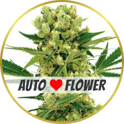 Amnesia Haze Autoflower marijuana strain