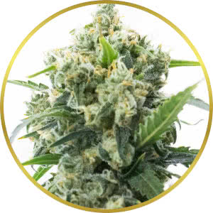 Banana Kush Autoflower Feminized Seeds for sale from Blimburn