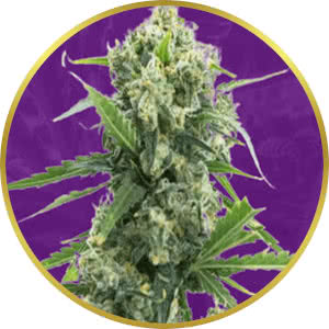 Banana Kush Autoflower Feminized Seeds for sale from Crop King