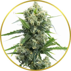 Banana Kush Autoflower Feminized Seeds for sale from Homegrown