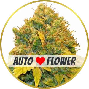 Banana Kush Autoflower Feminized Seeds for sale from