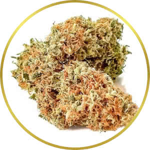 Banana Kush Autoflower Feminized Seeds for sale from SeedSupreme