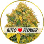 Banana Kush Autoflower Seeds for sale USA