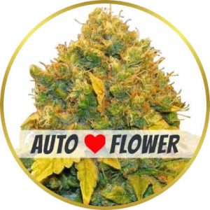 Banana Kush Autoflower marijuana strain