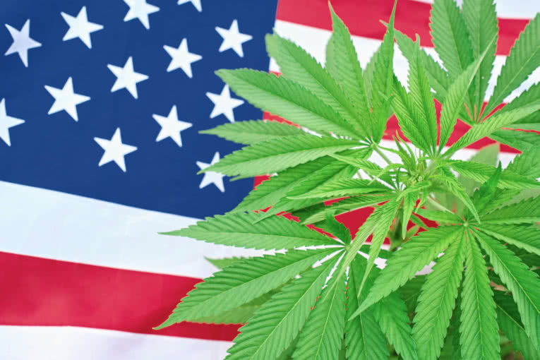 Seed Bank Reviews: Trusted Marijuana Seedbanks that Ship to USA