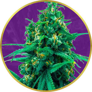 Blue Cheese Autoflower Feminized Seeds for sale from Crop King