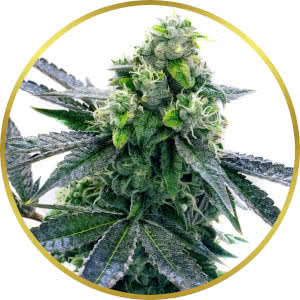 Blue Cheese Autoflower Feminized Seeds for sale from Homegrown