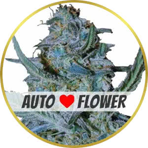 Blue Cheese Autoflower Feminized Seeds for sale from ILGM
