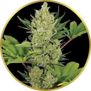 Blue Cheese Autoflower Feminized Seeds for sale from Seedsman by Barney's Farm